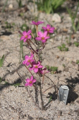 Oxalis hirta tubiflora