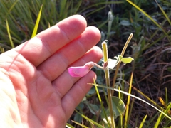 Tephrosia lindheimeri