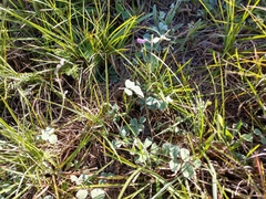 Tephrosia lindheimeri