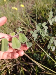 Tephrosia lindheimeri