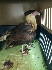 Caracara