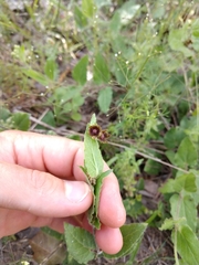 Matelea cynanchoides