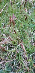 Carex caryophyllea