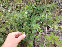 Matelea cynanchoides
