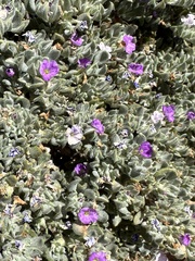 Tiquilia canescens var. pulchella