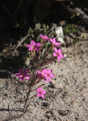Oxalis hirta tubiflora