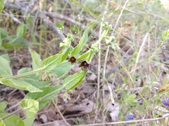 Matelea cynanchoides