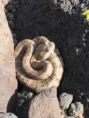 Crotalus stephensi
