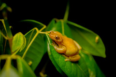 Izecksohn's Brazilian Treefrog photo 2