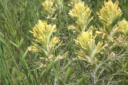Image of Castilleja citrina by (c) Reid Hardin, some rights reserved (CC BY)