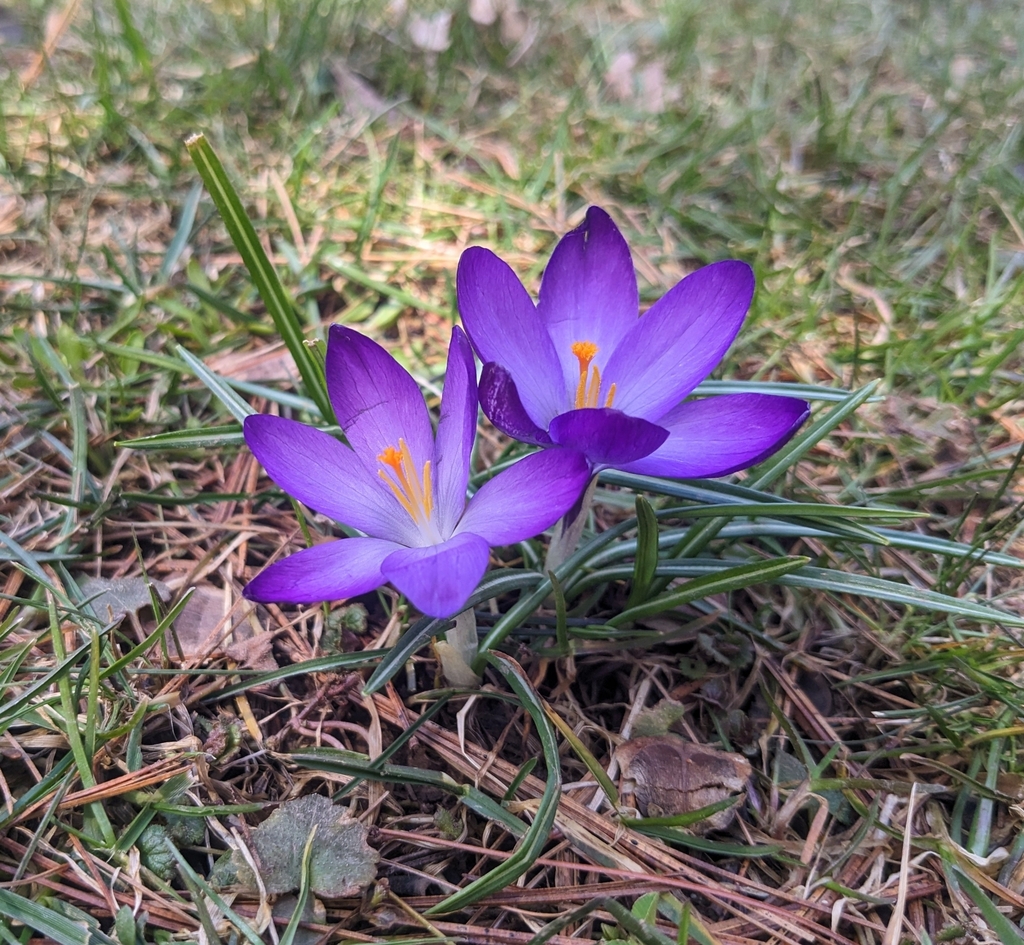 Azafrán de primavera