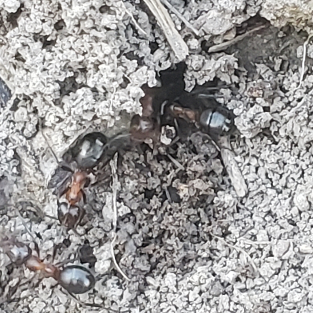 Ulke s mound ant from west mead township pa 16335 usa on april 15
