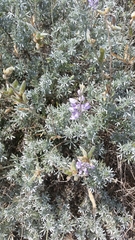 Lupinus chamissonis
