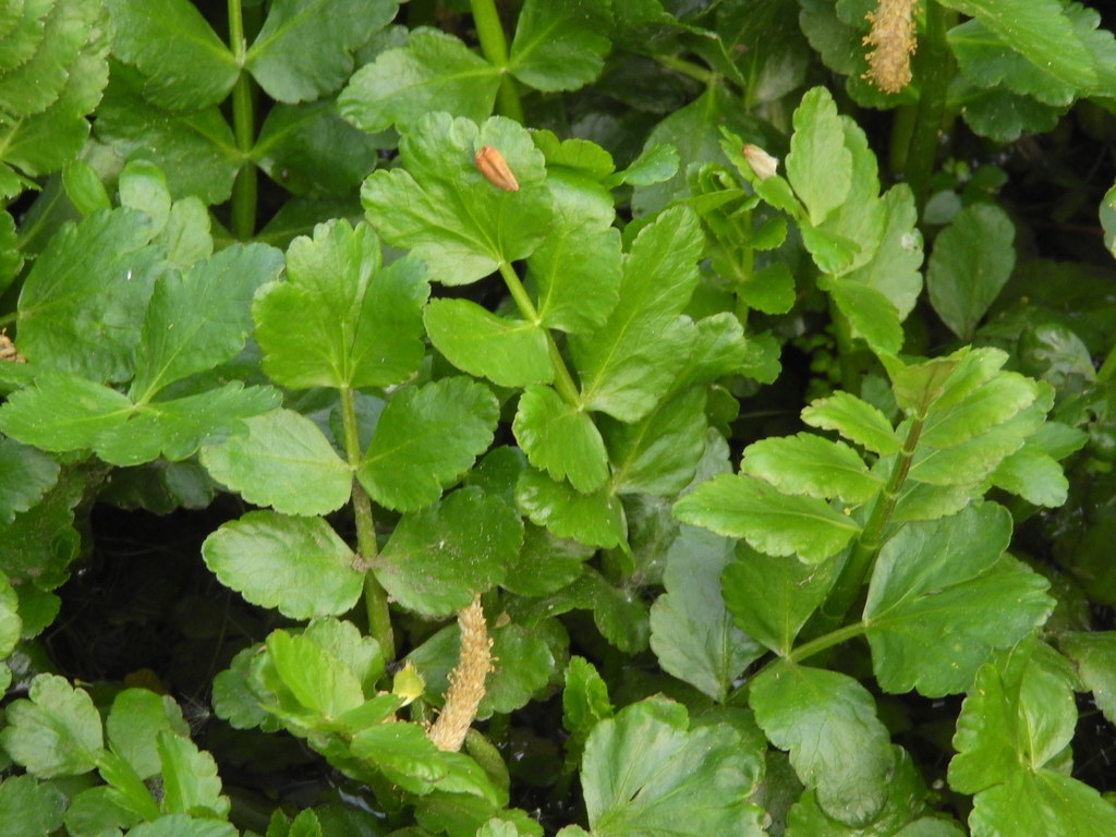 Berula (Apiaceae (Parsley) of the Pacific Northwest) · iNaturalist
