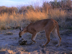 Caracal caracal