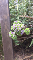 Phacelia ramosissima