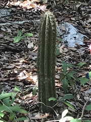 Pilosocereus robinii