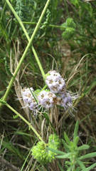 Phacelia ramosissima