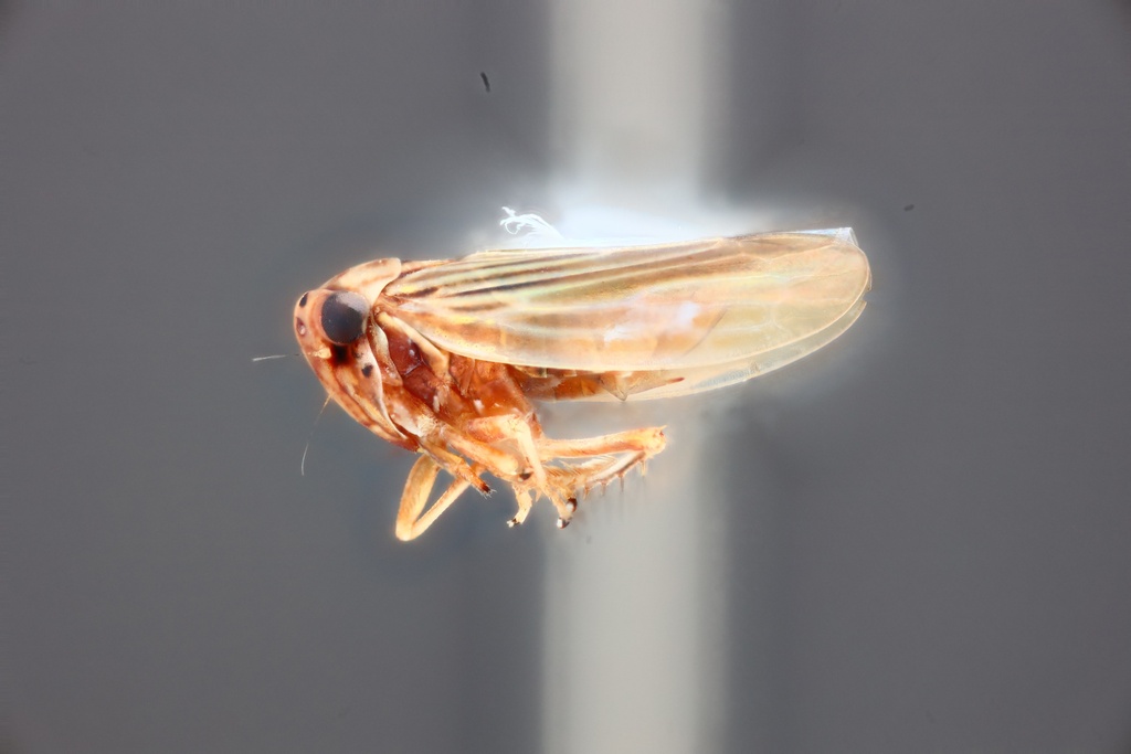 Cicadellid leafhopper