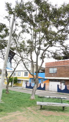 Citharexylum subflavescens