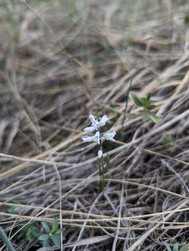 Image of Hyacinthella leucophaea by (c) Алексей, some rights reserved (CC BY)