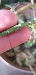 Androloma disparata