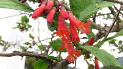 Iochroma fuchsioides