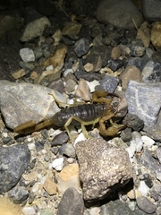 Smeringurus vachoni