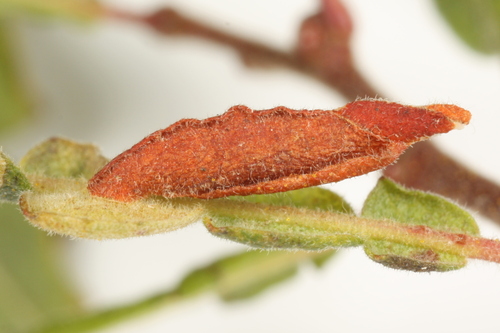 Coleophora gaylussaciella