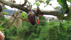 Iochroma fuchsioides