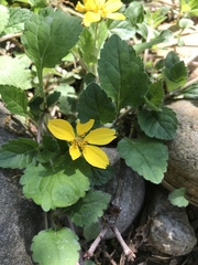 Chrysogonum