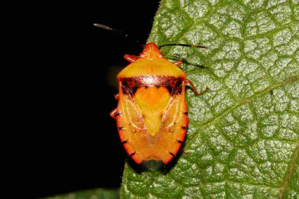 Grazia tincta