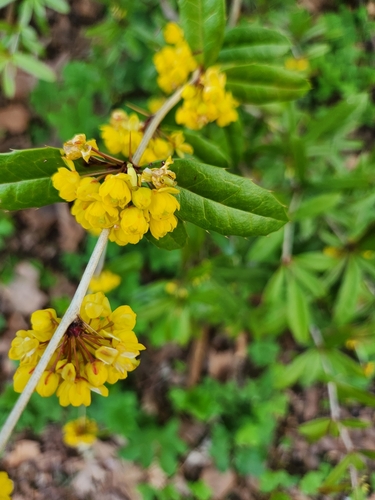 Berberis julianae iNat (2)