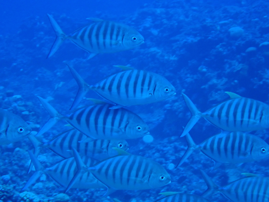 Banded Trevally