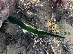 Eriospermum lanceifolium