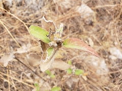 Lagascea heteropappus