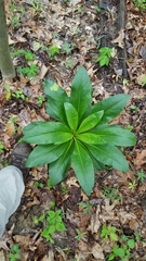 Frasera caroliniensis