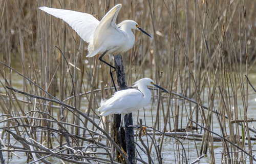 Snowy Egret photographed in Ohio