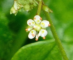 Micranthes marshallii