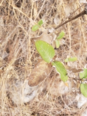 Lagascea heteropappus