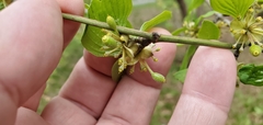 Cornus mas