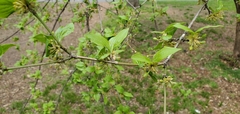 Cornus mas