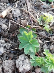 Alchemilla vulgaris