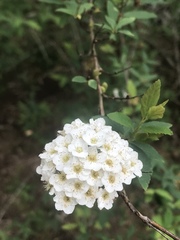 Spiraea prunifolia