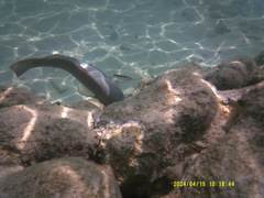 Caribbean Bluehead Wrasse