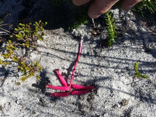 Lachenalia punctata