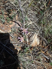 Astragalus shortianus