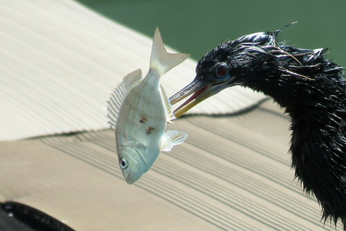 Pinfish (Lagodon rhomboides) — Sparidae — 2