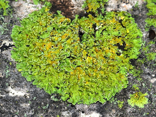 Powdery Sunburst Lichen
