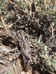 Dracotettix plutonius